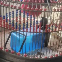 قفس طرقه