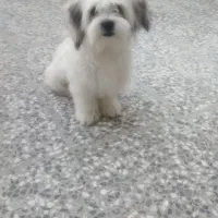 توله ۶ ماهه شیتزو|سگ|شیراز, کوشک میدان|دیوار