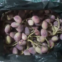 پسته تازه|خوردنی و آشامیدنی|قم, حنیف نژاد|دیوار