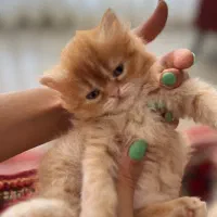 بچه گربه ۲ ماهه پرشین