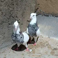 طوقی نقش وپرشی|پرنده|مبارکه, |دیوار