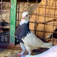 کفتر کبوتر طوقی