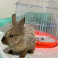 واگذاری خرگوش|موش و خرگوش|گرگان, |دیوار