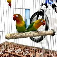 طوطی برزیلی