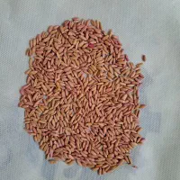 گندم دیم سرداری