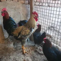 خروس|حیوانات مزرعه|عجب شیر, |دیوار