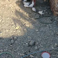 کفتر پرشی فروشی