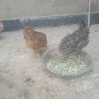 هشت عدد مرغ وخروس  محلی