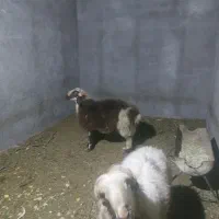 گوسفند‌کیلویی۴۰۰|حیوانات مزرعه|یزد, |دیوار