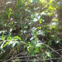 نهال های چهار ساله انار باردهی کرده دارای ضمانت|خدمات باغبانی و درختکاری|همدان, |دیوار