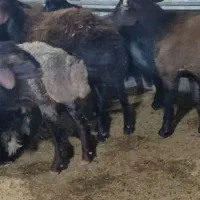 بره افشار|حیوانات مزرعه|ریگ, |دیوار