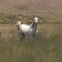 مادیان درهشور