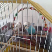 یک جفت مرغ عشق