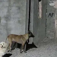 سک 14ماهه مالینوز