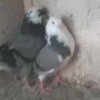 جوجه شازده سبز بوم ندیده