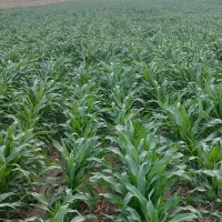 ذرت علوفه‌ای