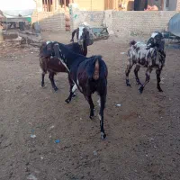 سه راس بز جوان داشتی|حیوانات مزرعه|گنبد کاووس, |دیوار