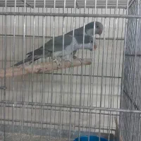 جفت های مولد راهب|پرنده|کرج, ساسانی (قلمستان)|دیوار