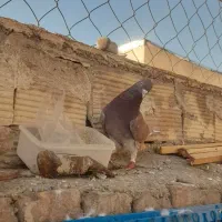 کبوتر خارجی انگلیسی رستاخیز