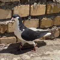 کفتر چپ
