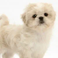 سگ شیتزو ۴ماهه