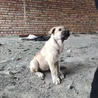 واگذاری توله سرابی