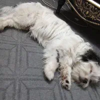 شیتزو|سگ|مشهد, کشف|دیوار