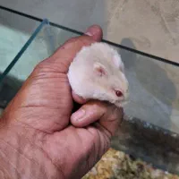 همستر کمپل