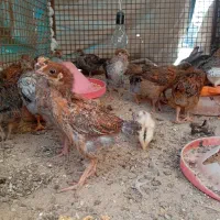 جوجه گلپایگانی یک ماه