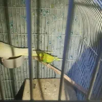 مرغ عشق اسپانگل نر