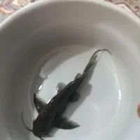 لجن خوار خرگوشی