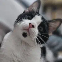 واگذاری گربه میکس بریتیش|گربه|اصفهان, باغ گلها|دیوار