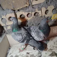 جفت|حیوانات|مشهد, پنجتن|دیوار