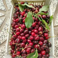 گیلاس درجه یک