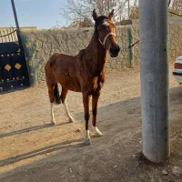 مادیون ۶ سال سواری