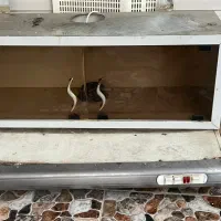 کابینت همراه با هود|آبچکان و نظمدهنده ظروف|ایذه, |دیوار