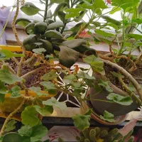 فروش تعدادی گل آپارتمانی|گل و گیاه طبیعی|شاهینشهر, عطار|دیوار