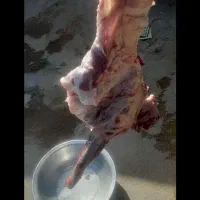 گوشت کهره وبز وطنی