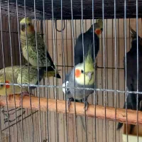 عروس هلندی|پرنده|ارومیه, |دیوار