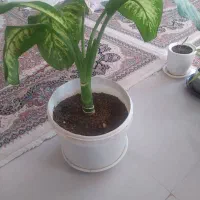 گل دیفن|گل و گیاه طبیعی|قرچک, باقرآباد|دیوار