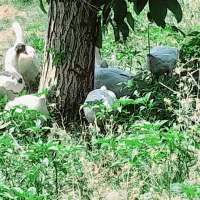 غاز|حیوانات مزرعه|ازنا, |دیوار