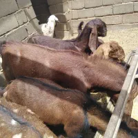 بز بره|حیوانات مزرعه|هیرمند, |دیوار