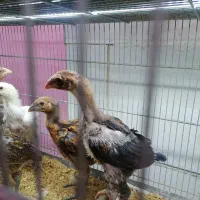 جوجه لاری 2 ماهه|حیوانات مزرعه|ساری, |دیوار