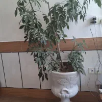 گل شفلرا