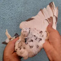 کبوتر نر خوش نقش قلمکار|پرنده|تهران, طیب|دیوار