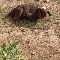 میش (نیم سویری)