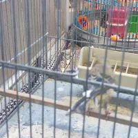 عروس هلندی|پرنده|پرند, فاز ۵|دیوار