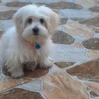 سگ اصل شیتزو|سگ|اندیمشک, |دیوار