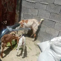 فروشی. یک بز با دوتا شنک نر