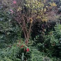 614-35-متر-زمین-با-بنای-کلنگی-60-متری